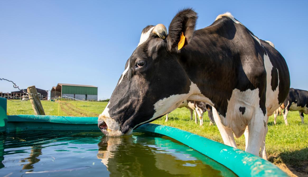 On ne le répetera jamais assez, et pourtant il s’agit d’une erreur encore trop fréquente :  ces animaux ont besoin d’une eau en quantité et qualité suffisantes.