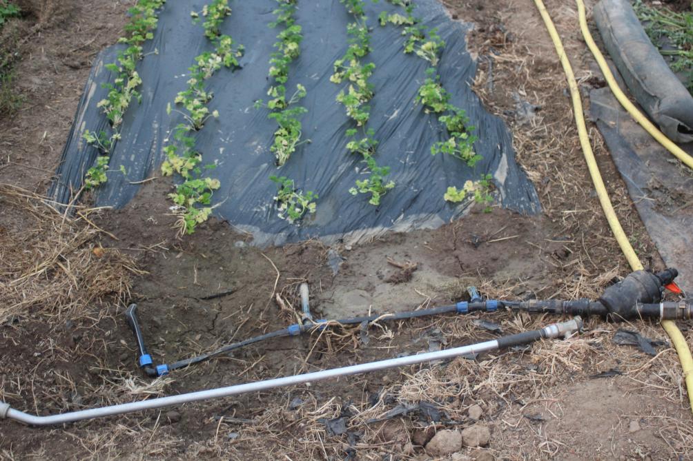 L'irrigation par canalisations goutte-à-goutte s'adapte à la culture sur film plastique.