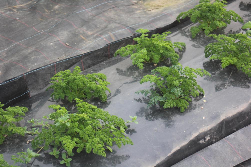 Il est possible de planter en sol nu ou sur film plastique.