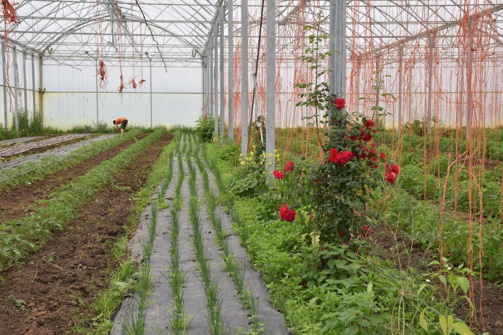 150.000 bottes de verdure sortent, par an, de la coopérative contre une centaine de tonnes de légumes-fruits,  une cinquantaine de tonnes de courges et 50 tonnes de légumes divers.