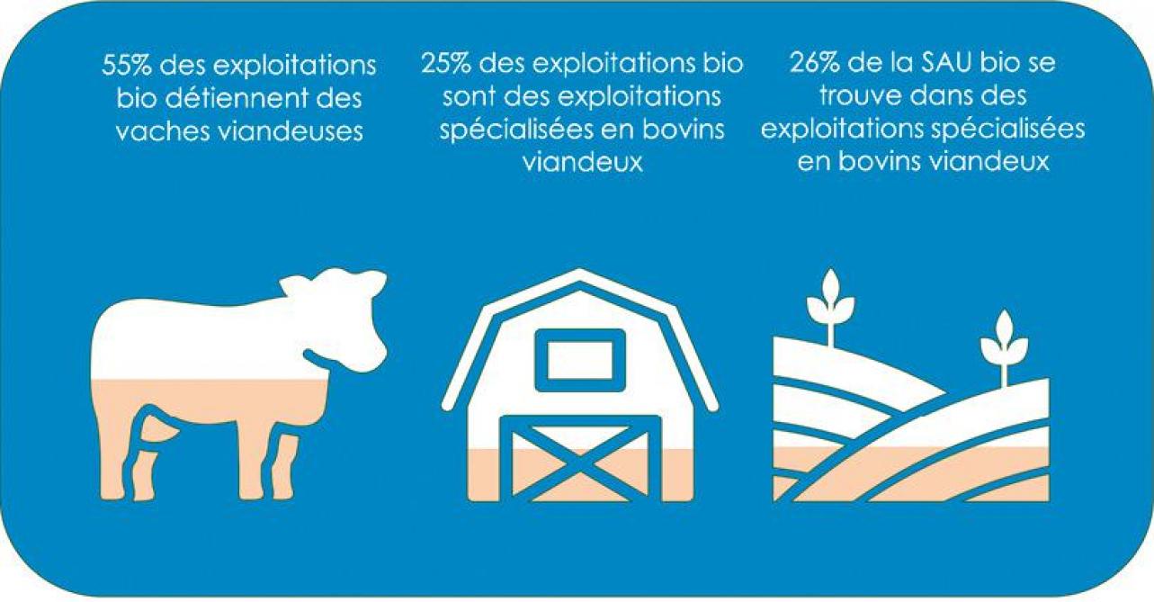 24-bovins-viandeux-01-web