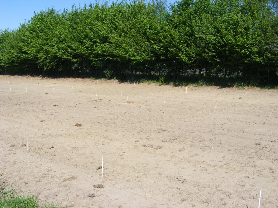 Le faux-semis est efficace si la température du sol atteint au moins 10°C.
