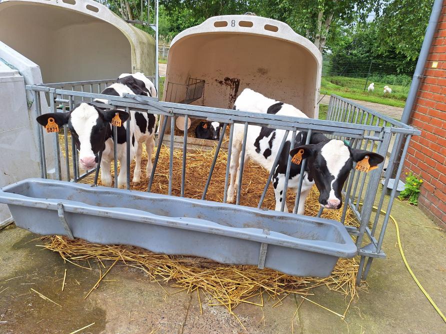 L’exploitation ne travaille qu’avec des Pie noire Holstein et a recours à l’insémination artificielle.