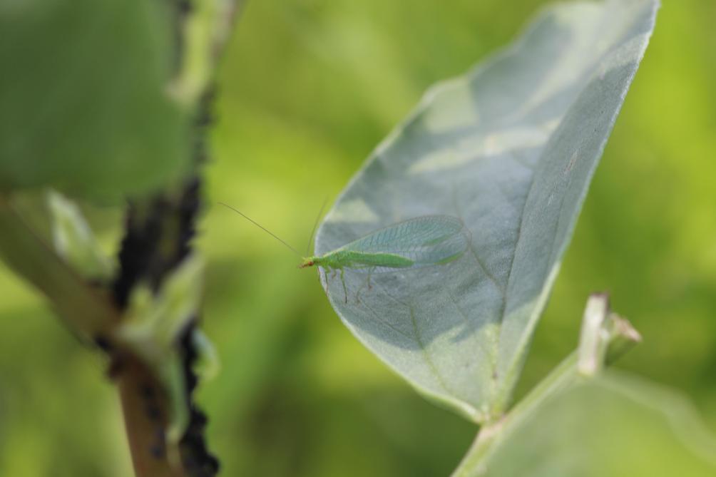 Chrysope vert.Séverin Hatt