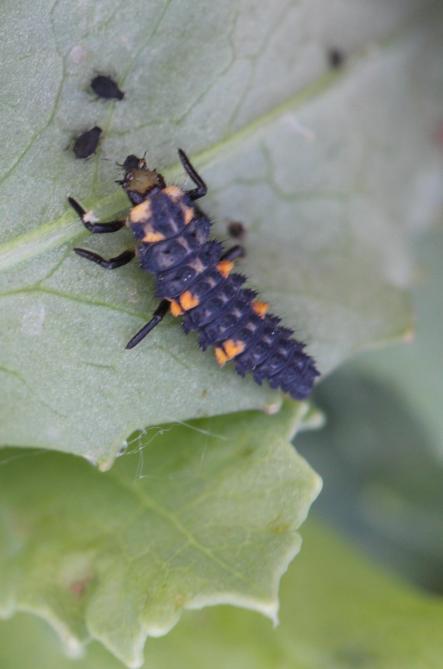 Larve de coccinelle.
