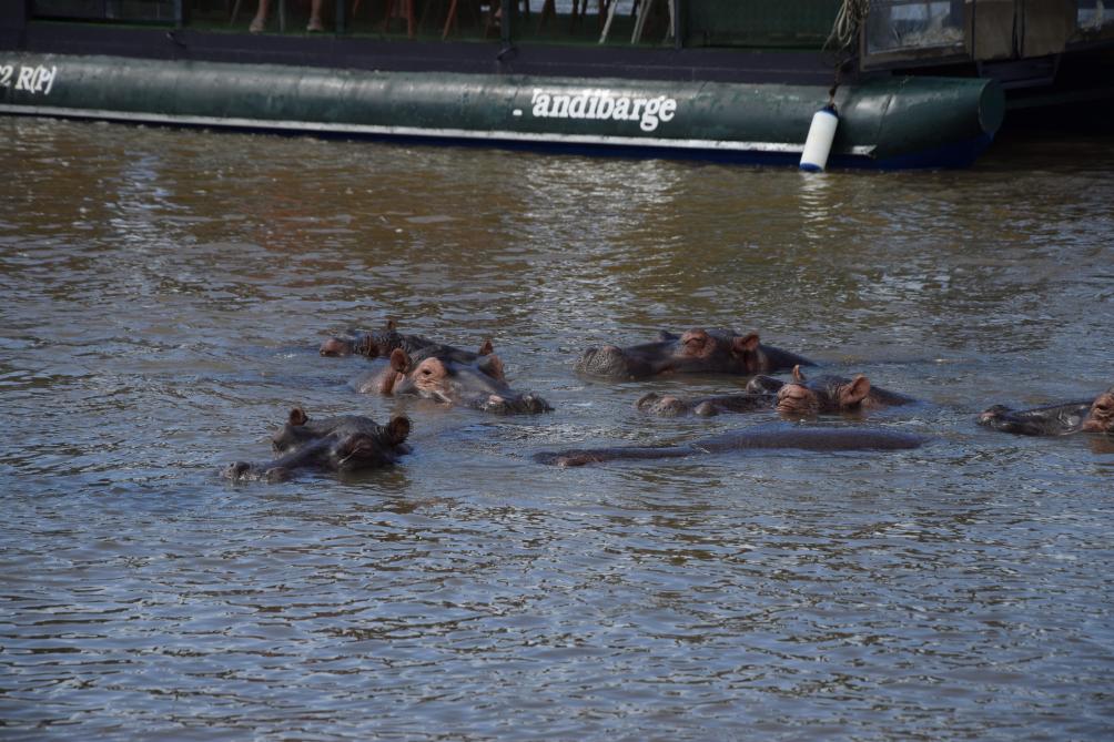 Hippopotames se prélassant dans la réserve de Santa Lucia.