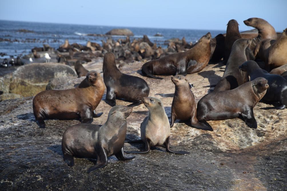 Duiker Island, l’île aux phoques.
