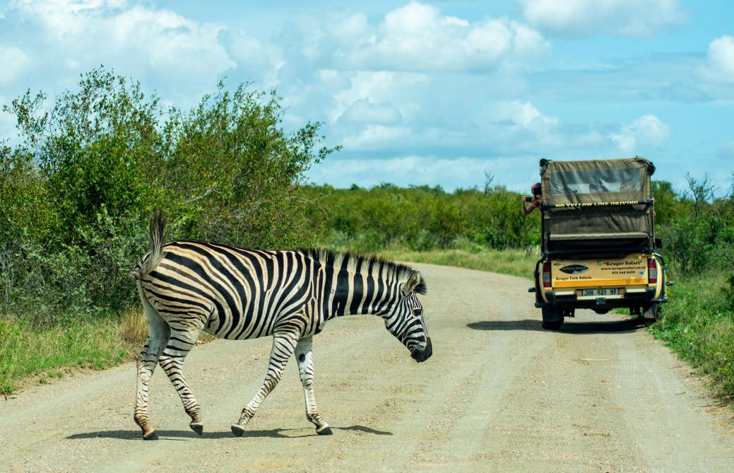 Au détour d’un chemin, dans le Kruger Park.