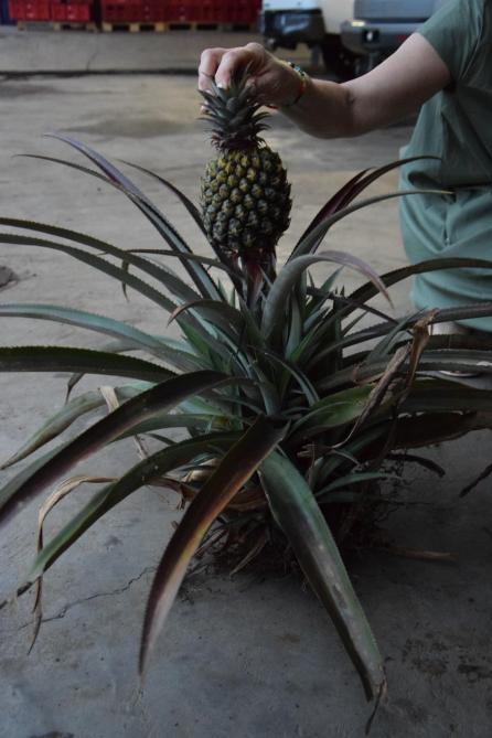 L’ananas Queen de Hluhluwe met environ 18 mois pour boucler son cycle.