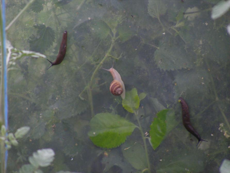 Chaque matin, quelques limaces et escargots intrépides s