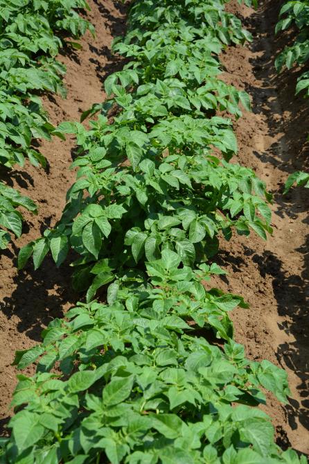 En pommes de terre, le biofongicide Serenade Aso assure la lutte contre le rhizoctone brun et contribue  à accroître la résistance de la peau des tubercules.