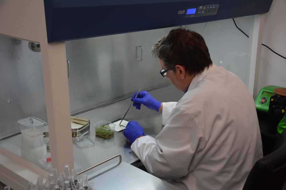Roland Kersten est le seul pépiniériste wallon à pratiquer les techniques de multiplication in vitro, dans son laboratoire flambant neuf.