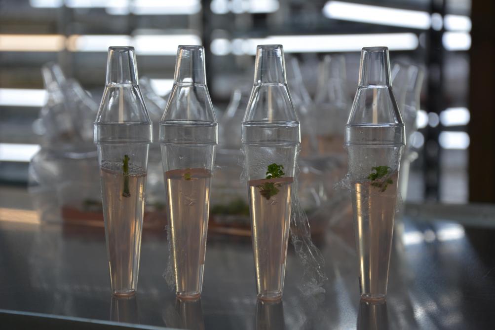 La micropropagation se déroule en quatre phases: prélèvement de l’explant (visible ici, en photo), multiplication, enracinement et acclimatation.