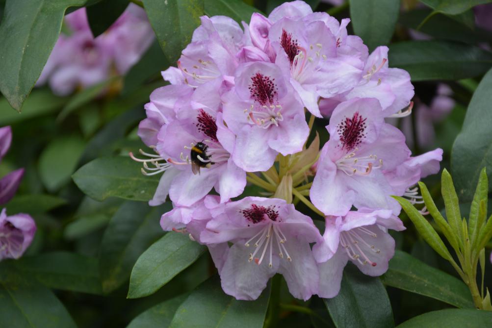 La floraison des rhododendrons s’étale de début mars à mi-juillet, selon le choix variétal.