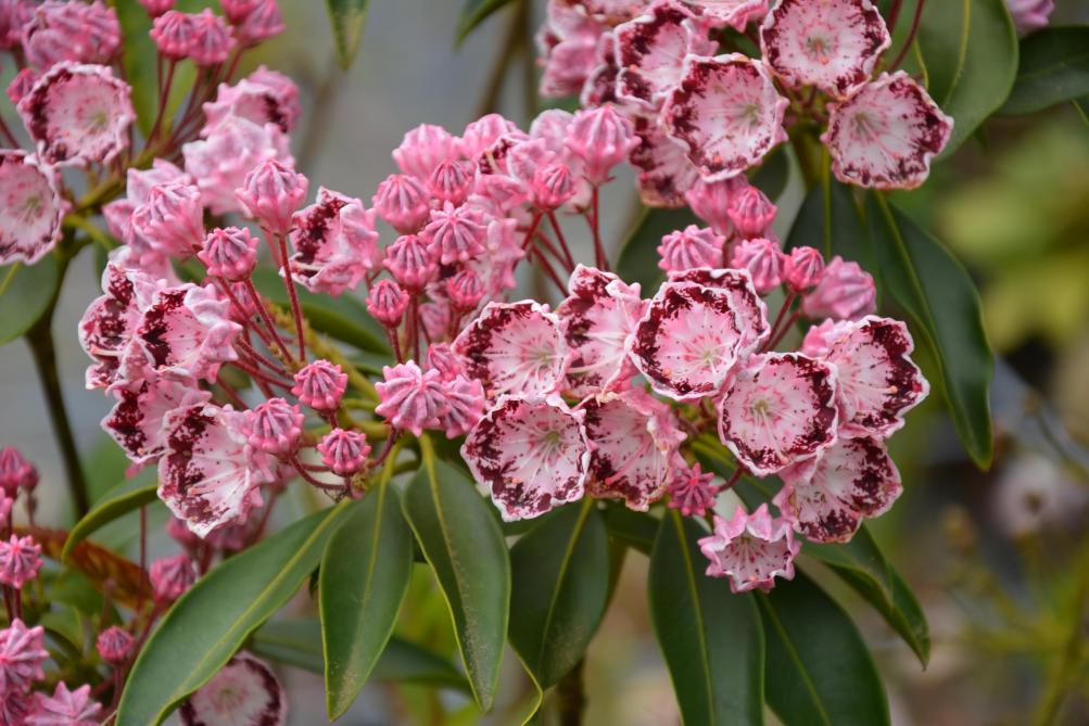 Les Kalmia latifolia, aussi appelé lauriers des montagnes, représentent près de la moitié de la production de Fleurolex Vitroplant Production.