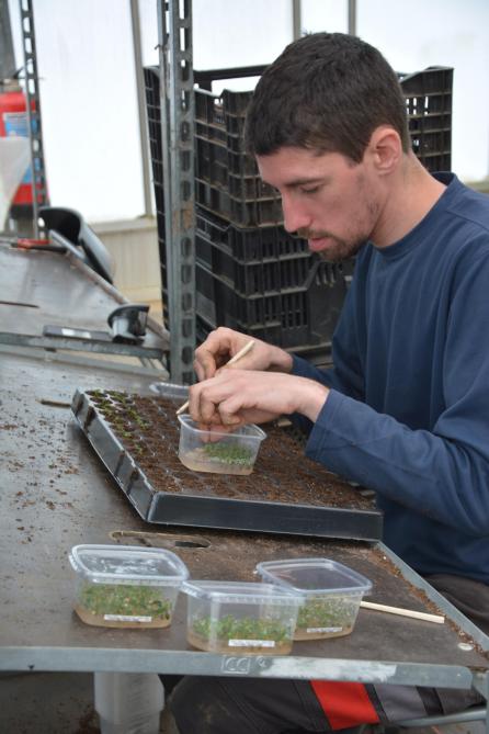 Le repiquage, réalisé ici par Steeve, est un travail de longue haleine. Il doit permettre aux plants sortis de leur milieu de culture de s’épanouir dans le terreau.
