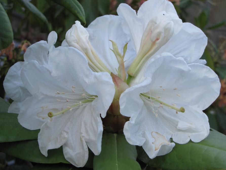 Au catalogue, figure Agayon, un rhododendron aux fleurs blanches parfumées qui a la particularité d’être issu d’un croisement réalisé par Roland Kersten lui-même. Son nom wallon signifie «objet quelconque», «machin bizarre» en français