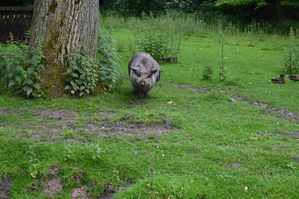 Le château a un quota pour le nombre d'animaux afin de ne pas avoir à posséd
