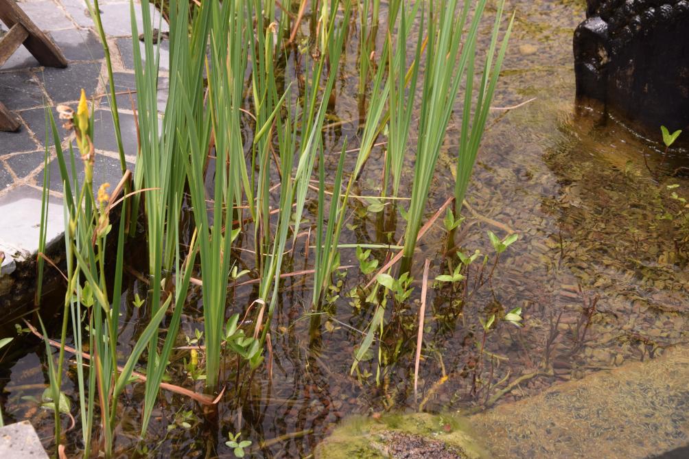 Cette année, la saison de baignade naturelle peut être qualifiée de délicate car le manque de chaleur et de lumière ont un impact sur la croissance des végétaux et donc sur la filtration de l’eau.
