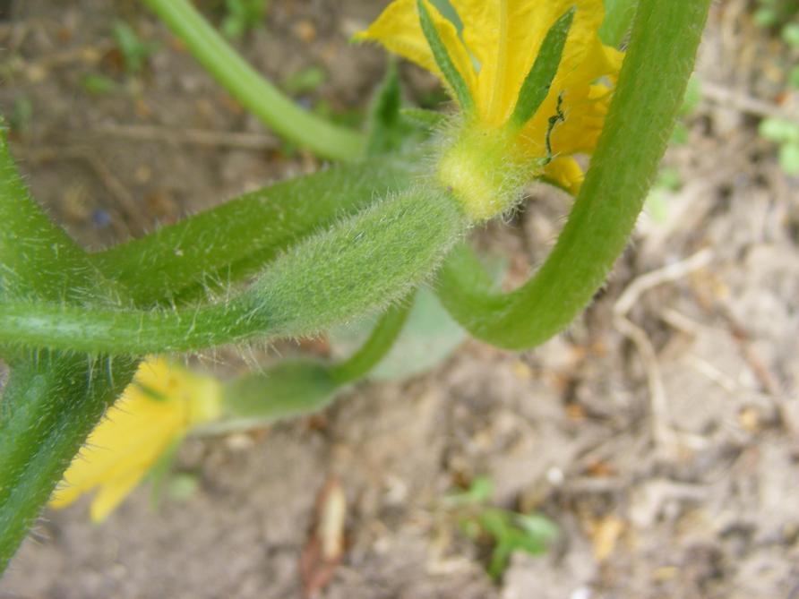 Quand les premiers fruits se forment, il est nécessaire  de prévoir un passage de cueillette chaque jour ou au  minimum 4 fois par semaine.