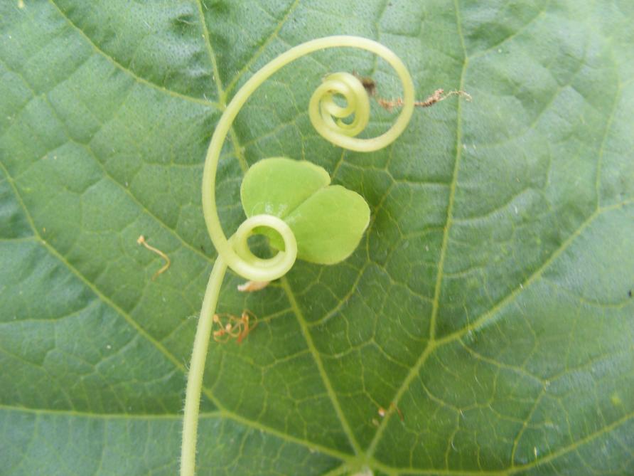 Le cornichon, comme le concombre, peut facilement s