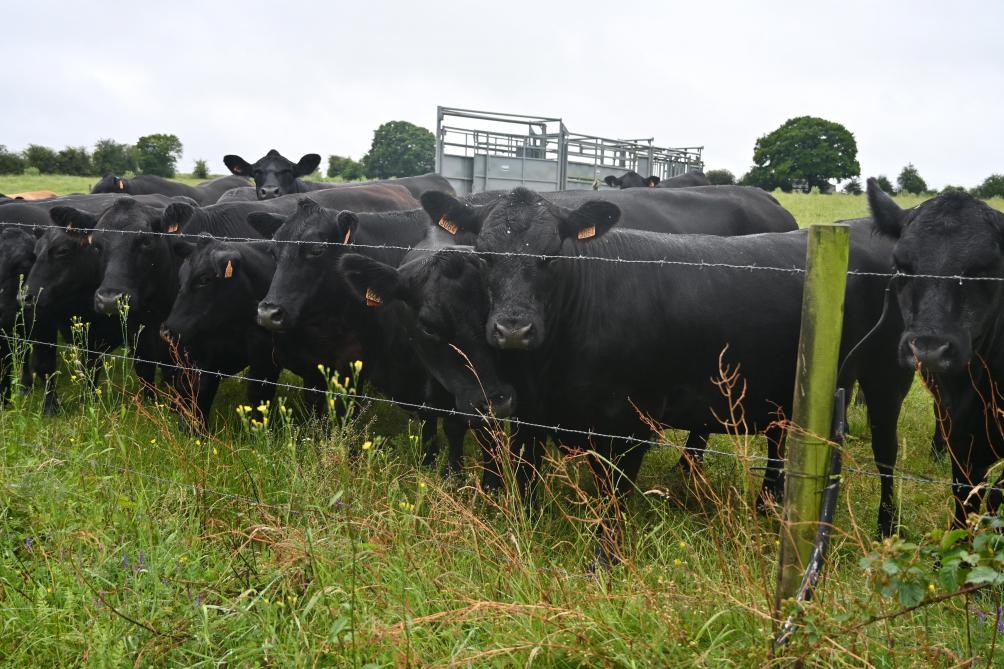 L’exploitation possède 30 vaches de race Angus et un taureau reproducteur.