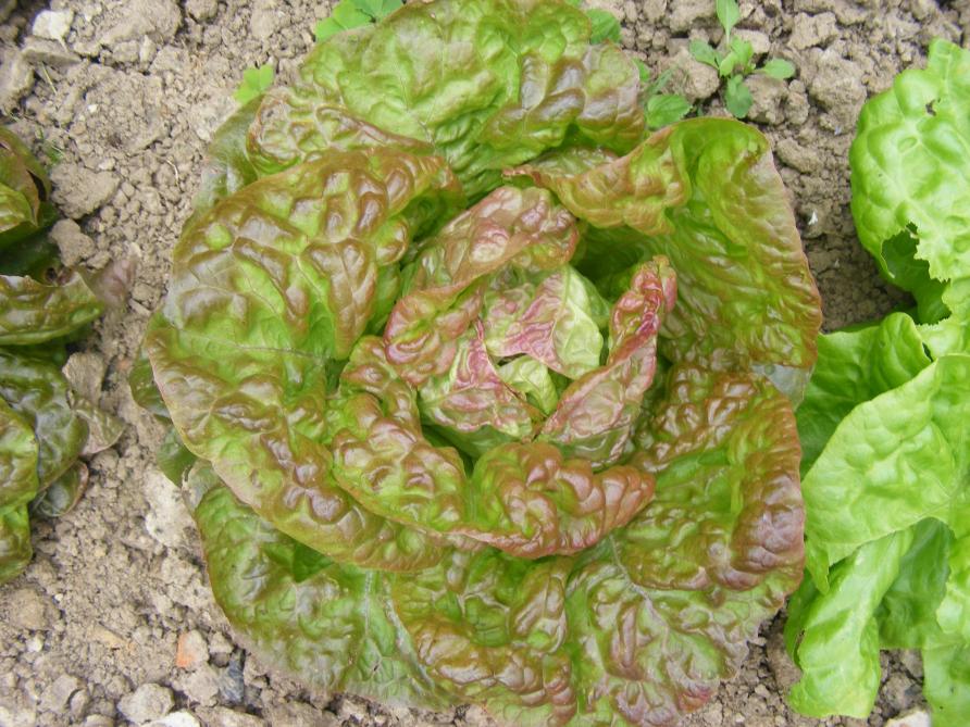 Le feuillage variant entre le vert et le rouge pour cette laitue apporte une touche de couleur intéressante.