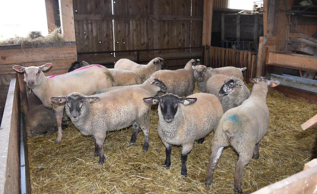 La Foire se tiendra sur le site agroécologique de Roiveau qui abrite le projet d’élevage de moutons et de production de fruits et de légumes d’Olivier Henneaux.