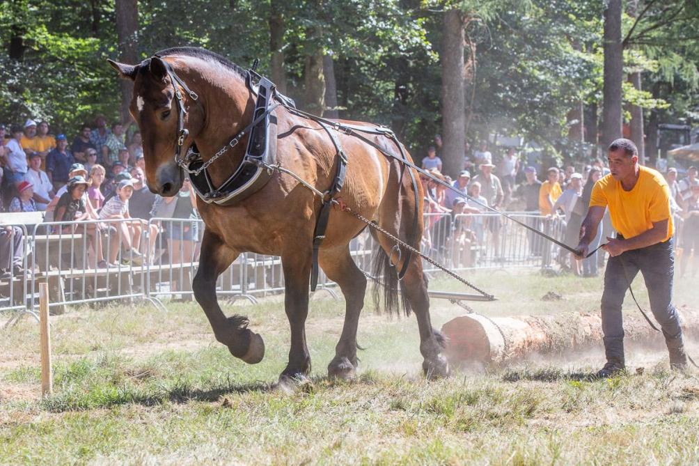 Le duo cheval et meneur travaillant  en symbiose .
