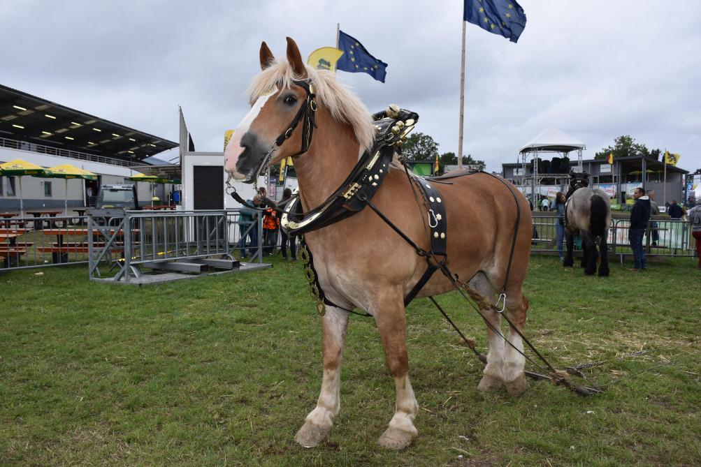 Le cheval est toujours la star de la Foire ! Le 28 juillet auront lieu le 88 e  concours  national du Cheval de Trait Ardennais, le concours des chevaux Haflinger  et Franches-Montagnes et l’incontournable Défilé Général.