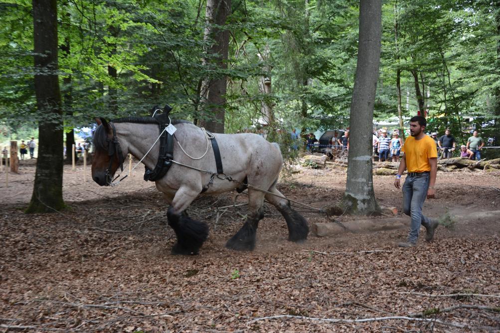 Le Cheval de travail sera une nouvelle fois mis à l’honneur et prouvera qu’il mérite amplement  sa place aux côtés des engins forestiers de « gros gabarit ».