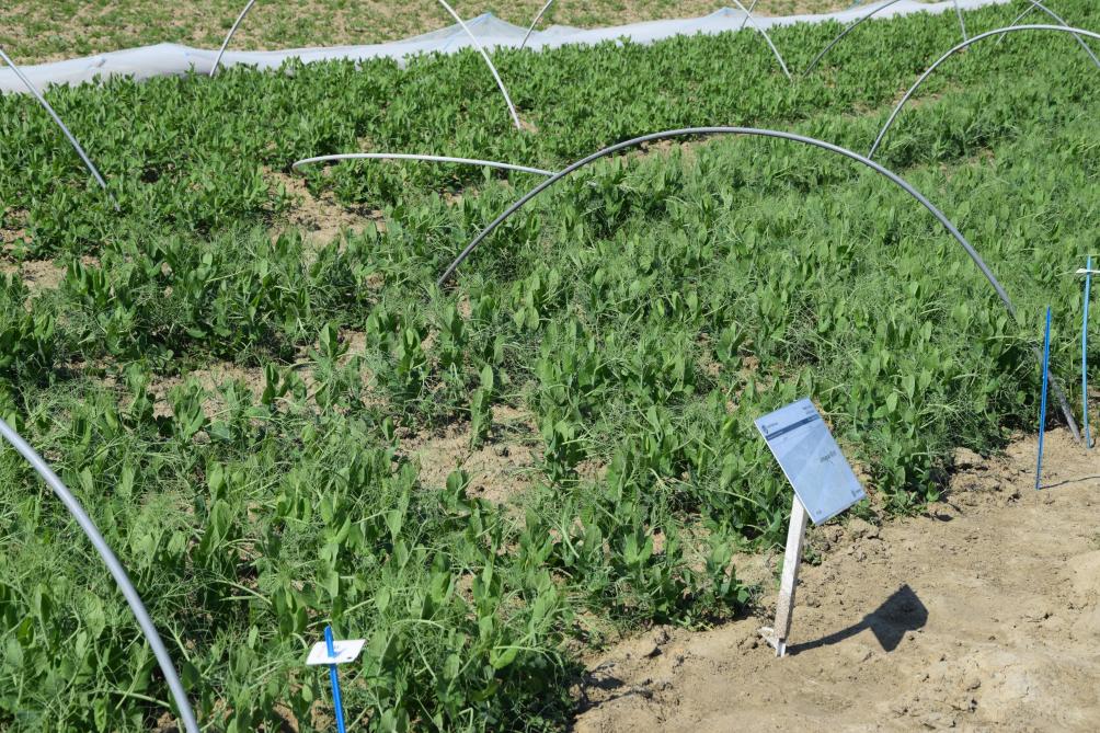 L’herbicide Lentagran 45 WP a obtenu des extensions pour la carotte, les pois secs et de conserverie.