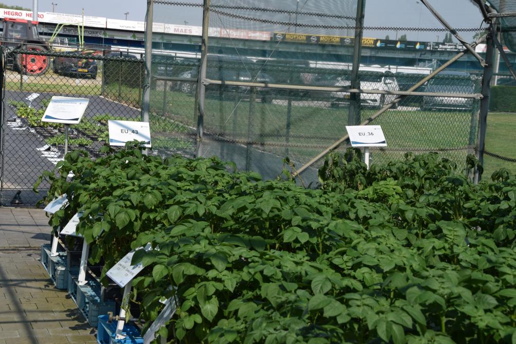 Deux types d’essais, curatifs et préventifs, ont été réalisés sur des pommes de terre en pots inoculées avec les souches 43 et 36 du mildiou.