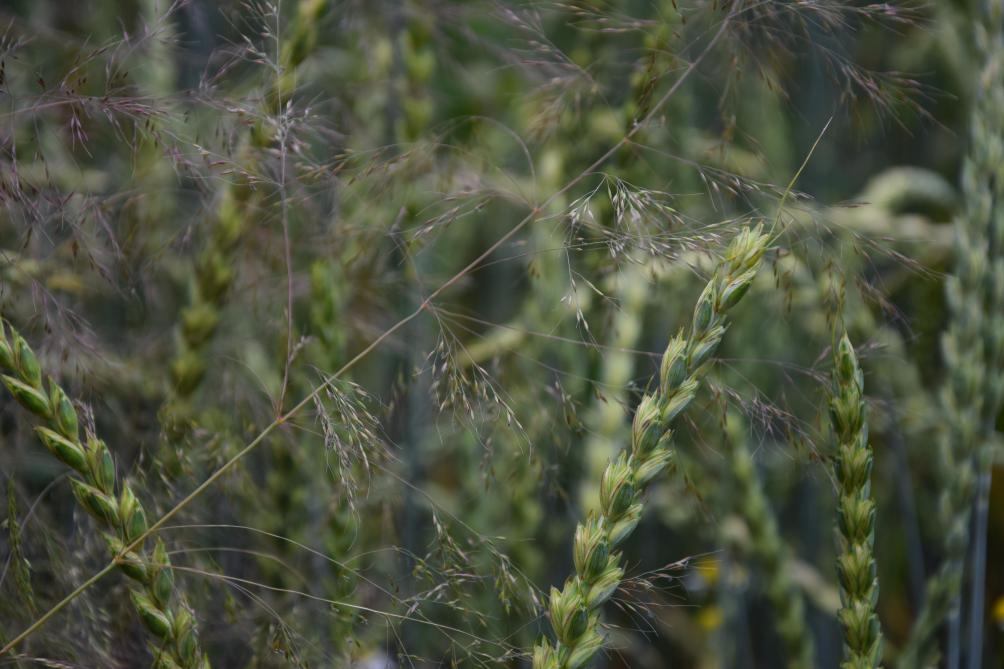 Dans un premier temps, la présence du jouet du vent aura peut-être peu d’impact sur le rendement mais, à moyen terme, son resemis entraînera un développement de plus en plus important des plantes avec un effet sur la qualité (humidité) et le rendement des céréales, et l’apparition de plantes résistantes, impossibles à éliminer.