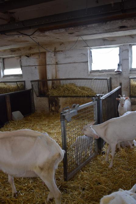 Les animaux peuvent provoquer des incidents. Pour exemple, ce départ de feu provoqué par une lampe chauffante déplacée par des chèvres.
