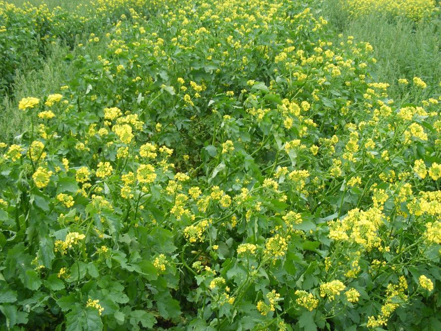 La moutarde est un engrais vert classique. Elle peut être fauchée et incorporée au sol sur place, fauchée et déplacée sur un autre endroit du potager ou encore compostée alors qu