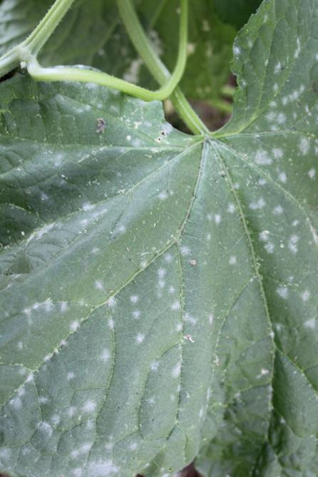 Les petites zones pâlissantes sur la feuille sont des colonies de mycélium. Elles s’étendent et finissent par couvrir toute la surface du limbe.
