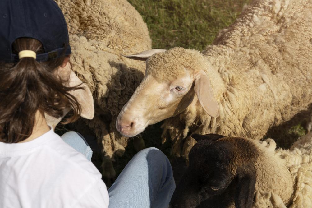 Ce partenariat permet aussi de créer du lien avec le citoyen, heureux de trouver des moutons dans nos campagnes.