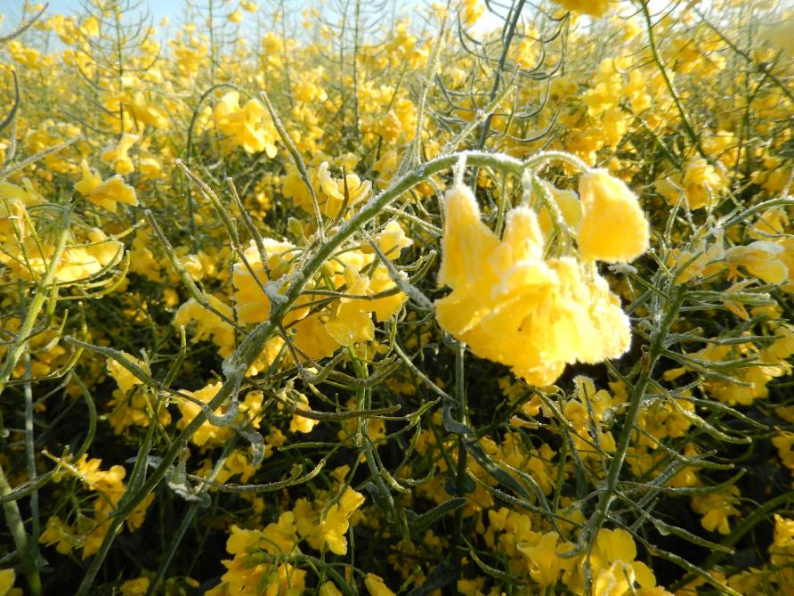 Les 22 et 23 avril,  le gel nocturne  n’a pas affecté  la culture, alors  que celle-ci était  en pleine floraison.