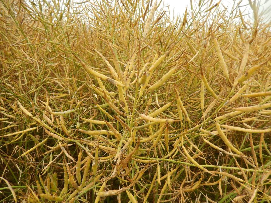 En fin de cycle,  on a pu voir des taches allongées apparaître sur les siliques, symptômes de Mycosphaerella.
