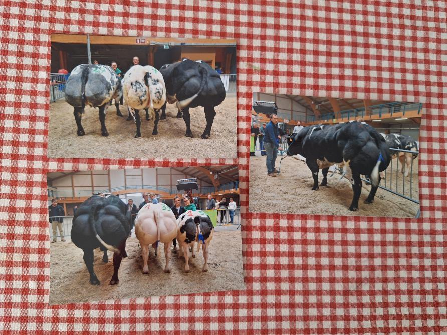 Au marché-concours de Libramont en 2022 où la famille avait remporté le 1 er  prix au concours de raceuses avec  la mère de ce taureau (Attribut X Lennie),  et le 1 er  prix des taureaux avec 5049.