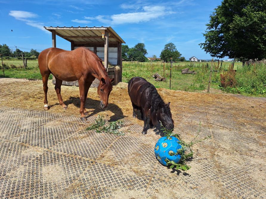 Foxtrot et Kannane appartiennent à Diana Böttger, cavalière de para-dressage et également spécialisée en récupération, elle a partagé ses précieux conseils avec Valérie.