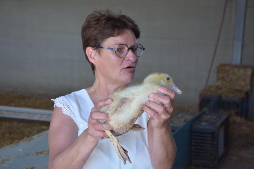 « Situé à la base du cou, le jabot est une poche de  stockage très extensible », éclaire Valérie. C’est là que sera déposée l’alimentation lors de la phase de gavage, une fois que les canards auront atteint l’âge requis.