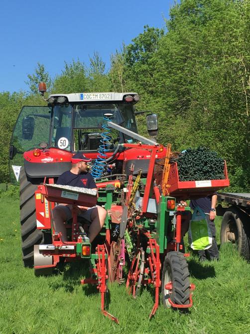 Plus aisée, la plantation mécanique permet de respecter l’inter-ligne et l’inter-rang.