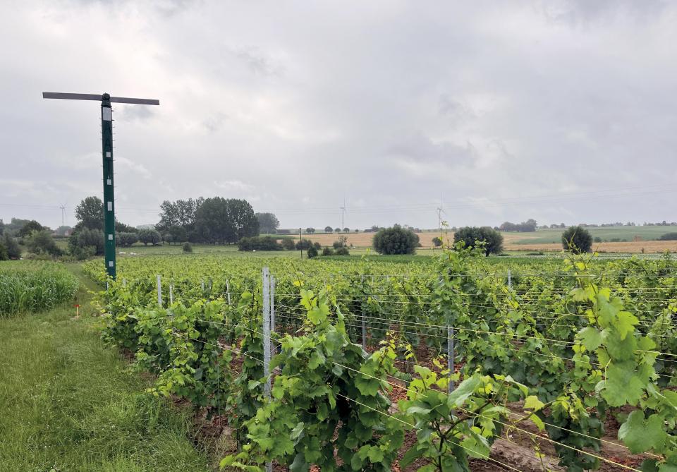 En 2022, ce sont 2 ha de Chardonnay qui sont venus s’ajouter au vignoble.