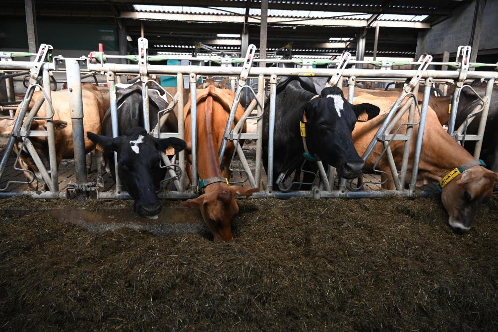10% des bovins de la ferme sont issus de croisements.