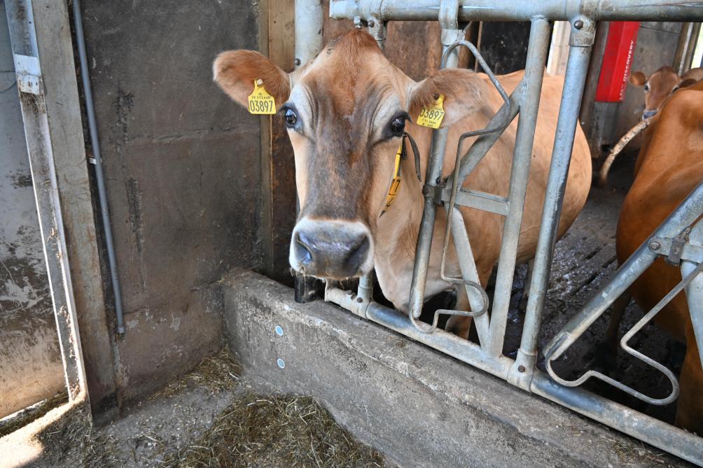 C’est lors du visite au Danemark que les deux éleveuses ont été charmées par ces vaches, et en ont acheté 35.