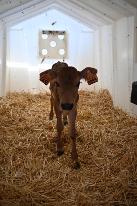 Pour se lancer dans cette race de bovins, il faut être prêt  à investir du temps pour les veaux.