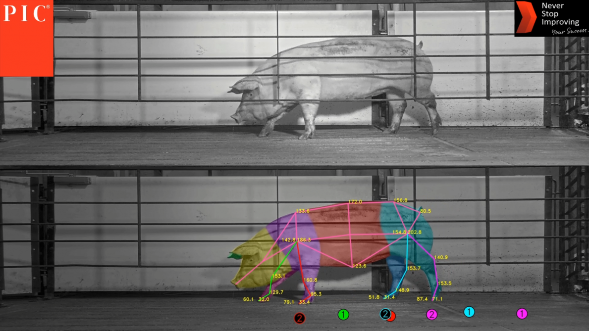 Des caméras à haute résolution en combinaison avec des logiciels d’analyse d’images et des algorithmes spécifiques développés avec l’intelligence artificielle permettent de voir les porcs les plus robustes.
