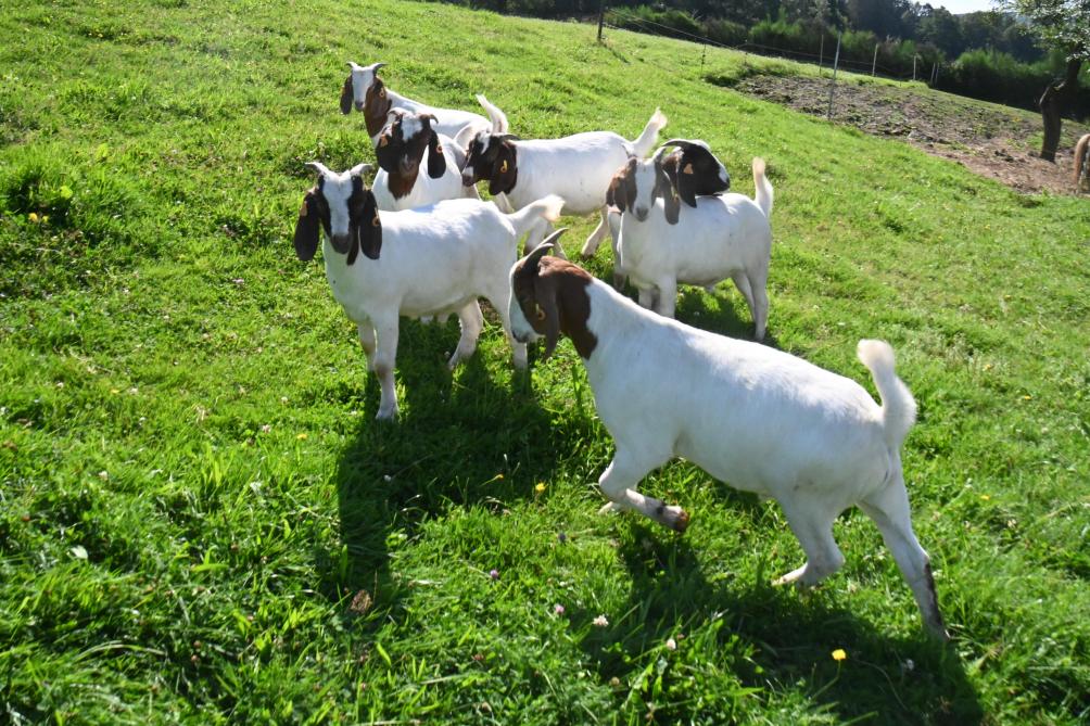 Cette race est originaire d’Afrique du sud. Les chèvres sont reconnaissables par leur robe blanche, avec une tête et un cou de couleur brune.
